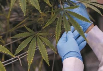 ¿Cannabis contra el Covid-19? estudio revela dos componentes presentes en el estupefaciente
